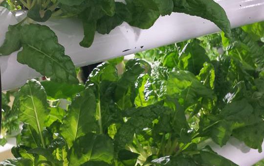 C360 and Beyond Organix Launch Energy Efficient Controlled Environment Agriculture  (CEA)